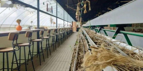 11.16 18 圍繞 水稻 開展的研學課程 節(jié)慶活動 產品開發(fā) 附教案